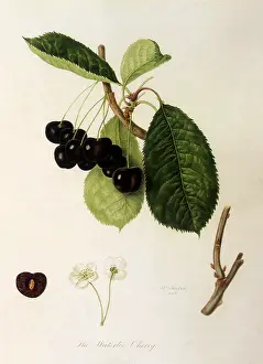 Linnaeus: Waterloo Cherries