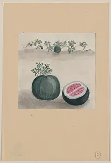 Watermelon: Watermelon with plant growing in the background
