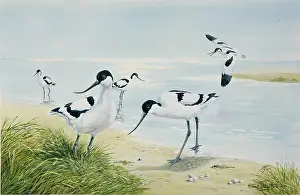 Avocets: Waters Edge ' Avocets