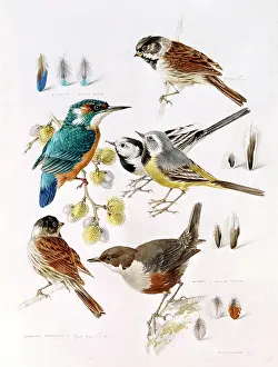 Dipper: Waterside Birds ' kingfisher, wagtail, etc
