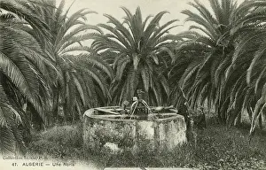 Arecaceae: A waterwheel, Algeria