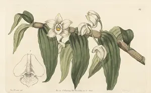 John Lindley: Watery dendrobium, Dendrobium aqueum