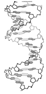 Laureates: Watson-Crick Model, 1953