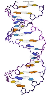 Laureates: Watson-Crick Model, 1953