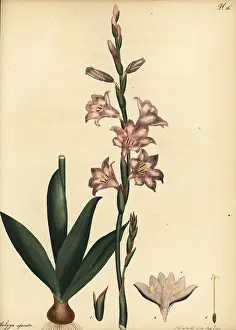 Watsonia laccata