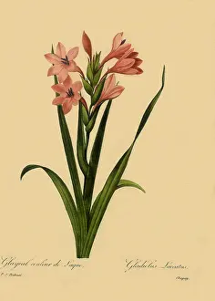 Gladiolus: Watsonia meriana