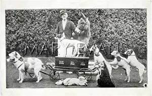 Watsons: WATSONS FOX TERRIERS