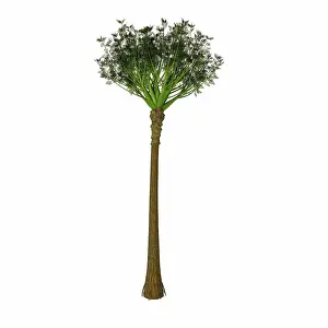 Cyatheales: Wattieza prehistoric tree on white background