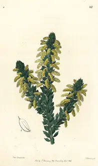 Subsp: Wattle, Acacia verticillata subsp. ruscifolia