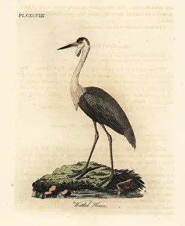 Grus: Wattled crane, Bugeranus carunculatus. Vulnerable