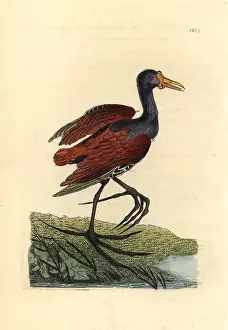 Wattled: Wattled jacana, Jacana jacana