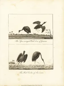 Stedman: Wattled jacana and scarlet ibis
