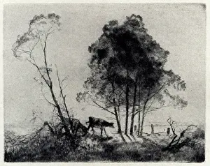 Gruner: The Wattles