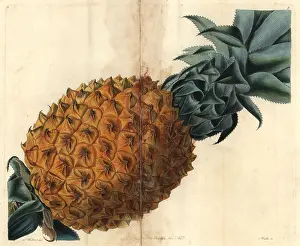 Ananas: Wave-leaved pineapple, Ananas debilis