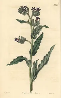 Bugloss: Waved-leaved bugloss, Anchusa undulata