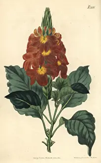 Waved-leaved crossandra, Crossandra undulaefolia