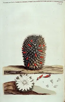 Fibre: Wavellite