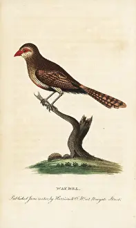 Waxbill: Waxbill, Estrilda astrild