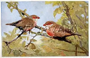 Waxbill: Two Waxbills