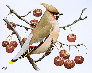Perches: Waxwing