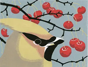 Waxwing: Waxwing