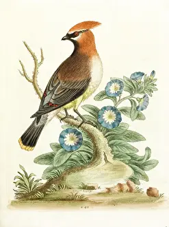 Chatterer: Waxwing or Chatterer of Carolina