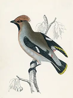 Garrulus: WAXWING (MORRIS)