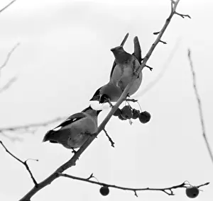 Waxwings: Waxwings, 1982