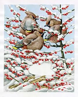 Binns: Three Waxwings