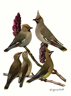 Cedar: Waxwings