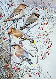 Benger: Waxwings on snowy hawthorn tree