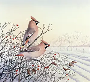 Waxwings: Waxwings ? in a winter landscape