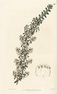 John Lindley: Waxy cryptandra, Cryptandra arbutiflora