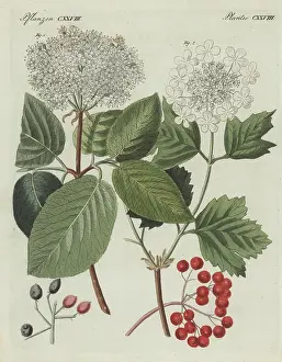 F. Gotz: Wayfarer tree and guelder rose