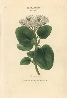 Viburnum: Wayfaring tree, Viburnum lantana