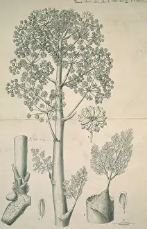 Ankylopollexia: Wealden Landscape