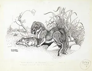 Sheppard: Weasel and field mouse