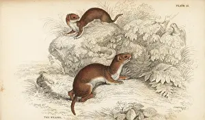 Nivalis: Weasel, Mustela nivalis