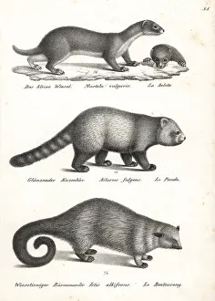 Weasel: Least weasel, red panda and bearcat