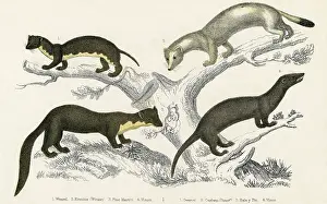 Weasel: WEASEL & RELATIVES