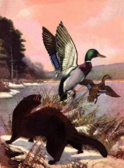Weasel: Weasel Scares Mallards