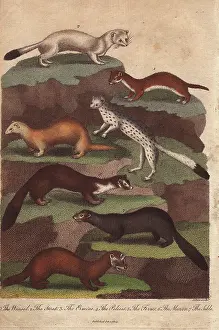 Sibly: Weasel, stoat, ermine, polecat, ferret, marten and sable