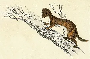 Weasel: Weasel in a Tree