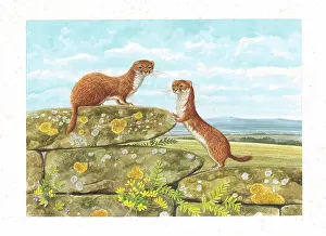 Weasels: Weasels