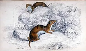 Weasels: WEASELS C1840
