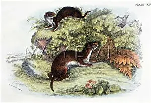Weasels: WEASELS C1840