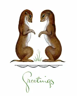 Maude: Two Weasels facing each other
