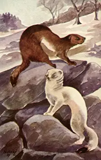 Weasel: Two Weasels in Snow