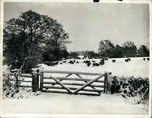 Snowfalls: Weather