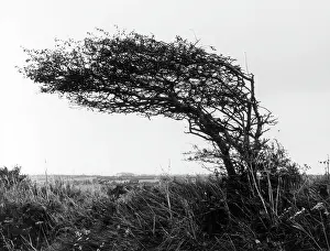 Prevailing: WEATHERBEATEN HAWTHORN